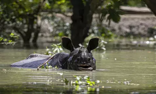 Floods, wild animals, Kaziranga National Park,Assam