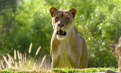female lion, escape, Nehru Zoo park, Hyderabad, attack, caretaker