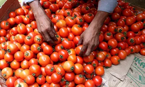 త్వరలో టమాట ధరలు భారీగా తగ్గే అవకాశం