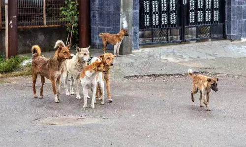 Boy killed , attack, stray dogs, Secunderabad