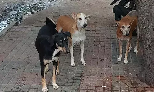 Telangana, Dog attacks, High Court, CM Revanth, TS government