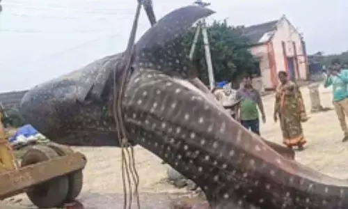 Fishermen, giant fish , Krishna District, Andhra Pradesh