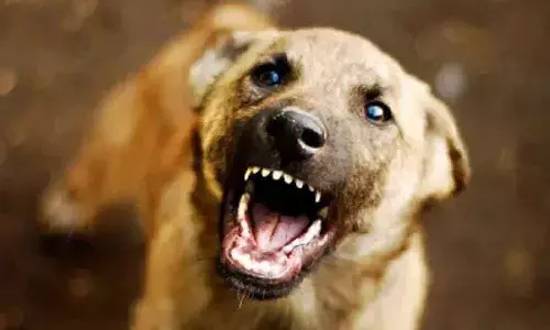 కుక్కల దాడిలో వృద్ధురాలు మృతి