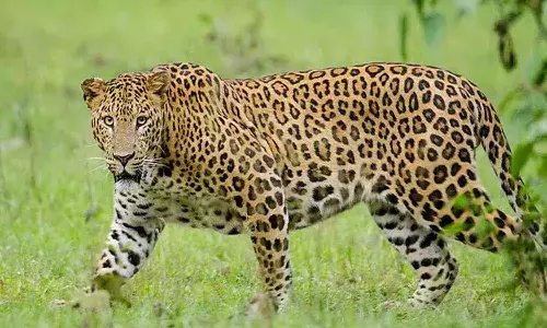 రాజన్న సిరిసిల్ల జిల్లాలో చిరుతపులి కలకలం