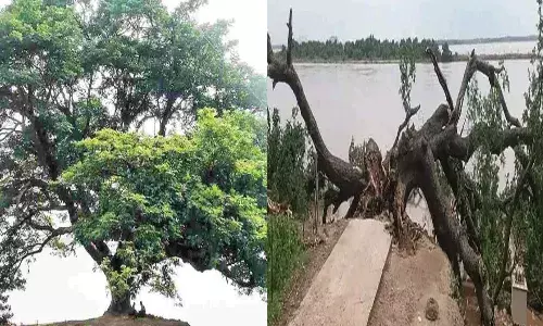 Andhra Pradesh, cine tree, fall down, 150 years history,