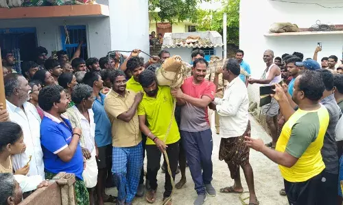 Crocodile, Wanaparthy, Janampet, Telangana