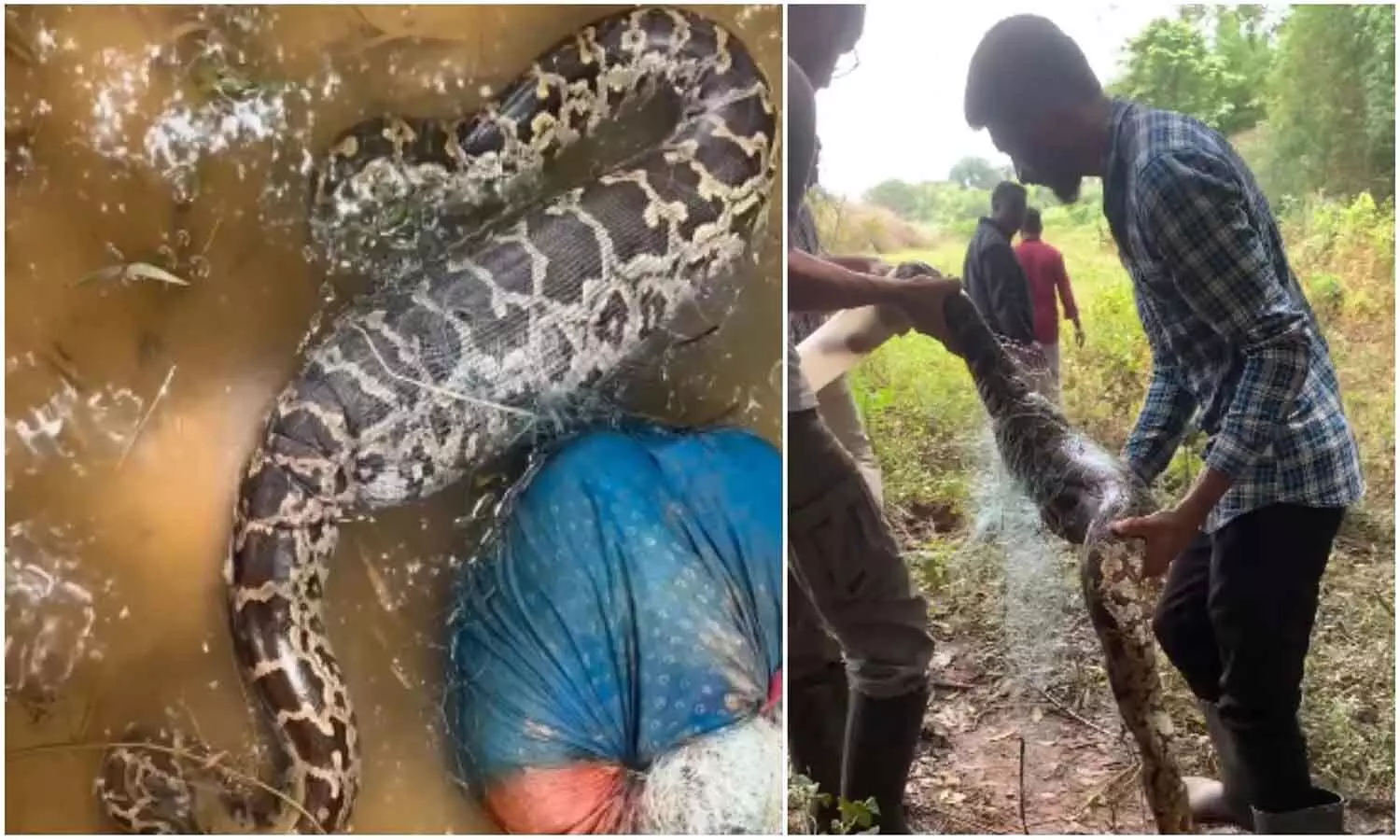 Viral Video : చేపల వలలో పడ్డ కొండచిలువ.. చివరికి..!