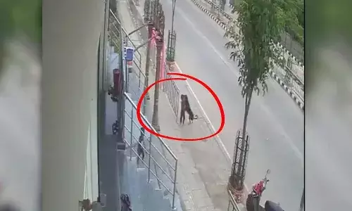 Stray dog, attack, Karimnagar