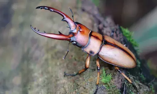 Insect, stag beetle, viral