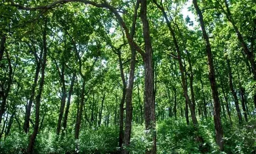 three indian tourists, missing, nepal forest, nepali guide,