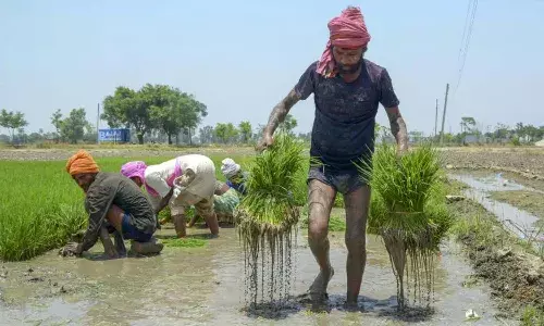 Minister Tummala Nageswara Rao, loan waiver, Telangana