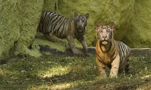 హైదరాబాద్ శివార్లలో మరో జూ పార్క్