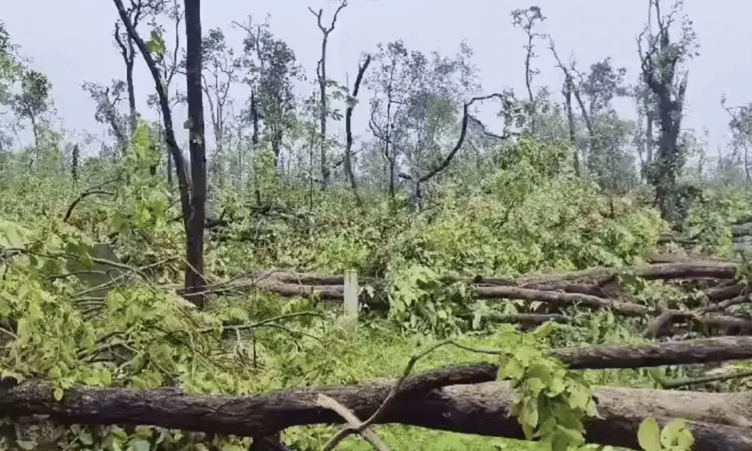 Telangana, Strong winds, trees, Mulugu forest