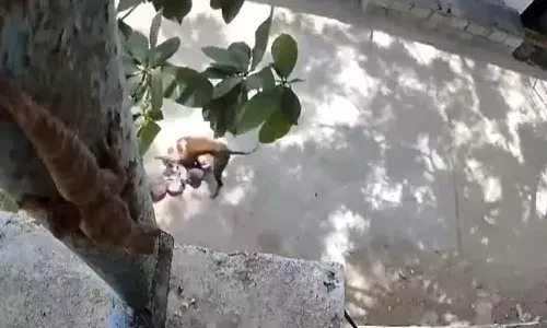 stray dog, attack, child, Kamalapuram, Kadapa district