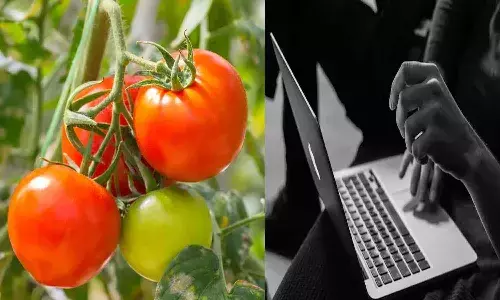 టమోటాలు పండించబోయి నష్టపోయాడు.. ఉద్యోగంలో చేరి కంపెనీకి కన్నం వేయడం స్టార్ట్ చేశాడు..!