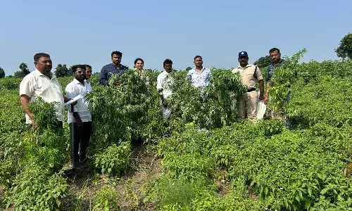 Sangareddy: గుడిలో భజన కోసమని పొలంలో గంజాయి సాగు