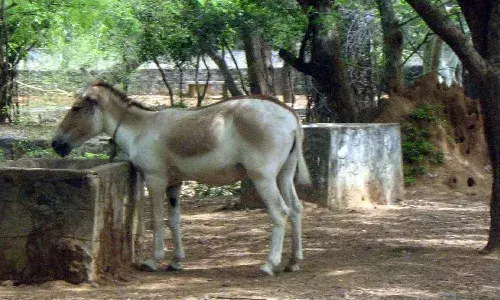 విద్యుత్షాక్తో గాడిద మృతి.. 65 మందిపై కేసు నమోదు