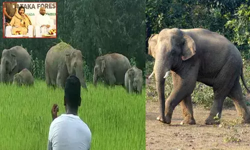 పొలాలను ధ్వంసం చేస్తున్న ఏనుగుల గుంపుకు చెక్ పెట్టేందుకు వస్తున్న కుంకీ ఏనుగులు..!