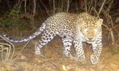 వృద్ధురాలిని చంపి తినేసిన చిరుతపులి