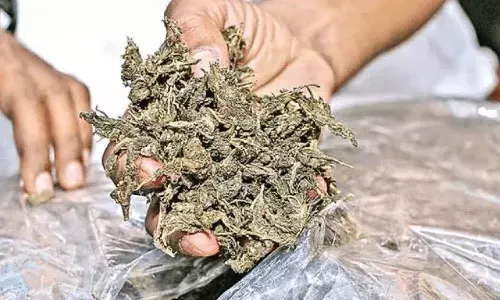 రూ.4 కోట్ల విలువైన గంజాయి దగ్ధం..!