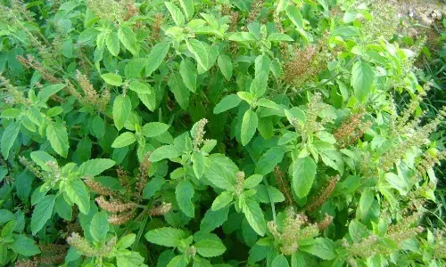 తులసి మొక్కతో ఎన్నో ఉపయోగాలు..!