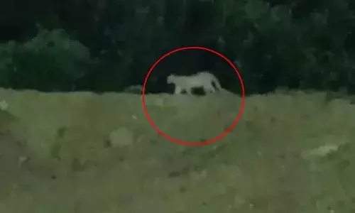 Viral Video : సిటీ చూద్ధామ‌ని వ‌చ్చిందా..? మియాపూర్ మెట్రో వద్ద చిరుత క‌ల‌కలం..!