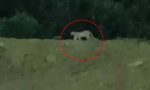 Video : మియాపూర్ లో సంచరించింది చిరుత కాదట..!