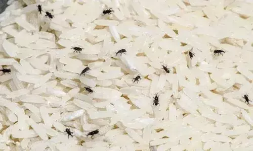 బియ్యంలో పురుగులు పడుతున్నాయా.? ఇలా చేస్తే పట్టవు..!