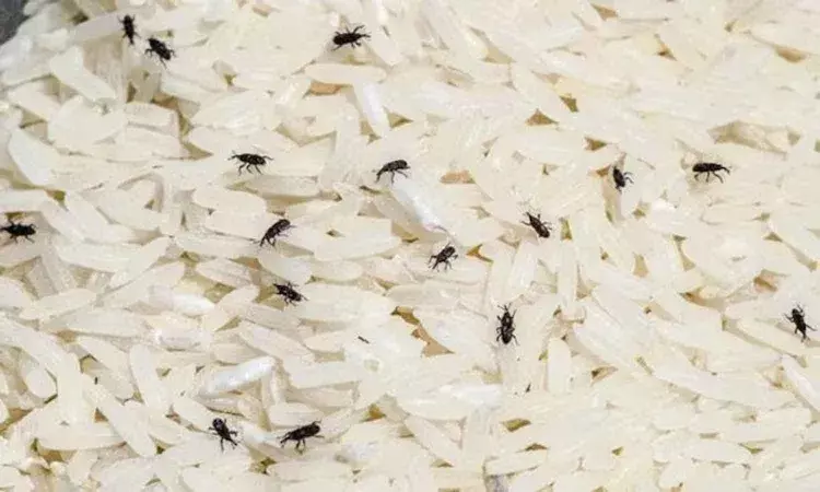 బియ్యంలో పురుగులు ప‌డుతున్నాయా.? ఇలా చేస్తే ప‌ట్ట‌వు..!