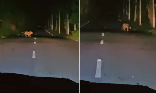 leopard, Srisailam Hyderabad highway, viral news, Telangana