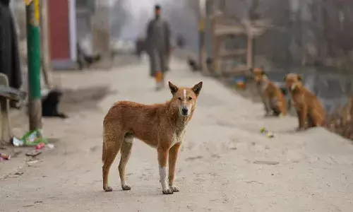వీధికుక్కల దాడిలో గాయపడ్డ పిల్లాడు.. సీసీటీవీ విజువల్స్ చూస్తుంటే.!