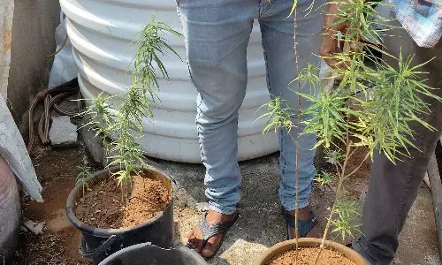 Warangal: మేడపైన గంజాయి మొక్కల పెంపకం.. వ్యక్తి అరెస్ట్