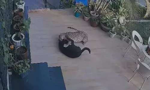 Video: క్షణం ఆలస్యం అయ్యుంటే ఆ కుక్క పరిస్థితి ఏమయ్యుండేది..?