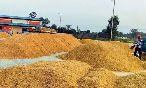 Telangana, Paddy, KLIS, CM Revanth