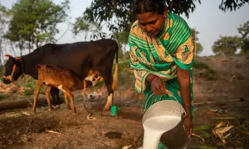 dairy farmers, Vijaya Dairy, milk procurement price, APnews