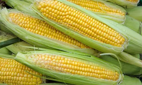 Health Benefits, Sweet Corn