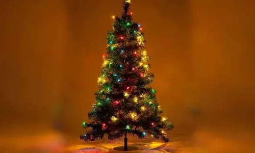 Christmas tree, Conifers, Christmas