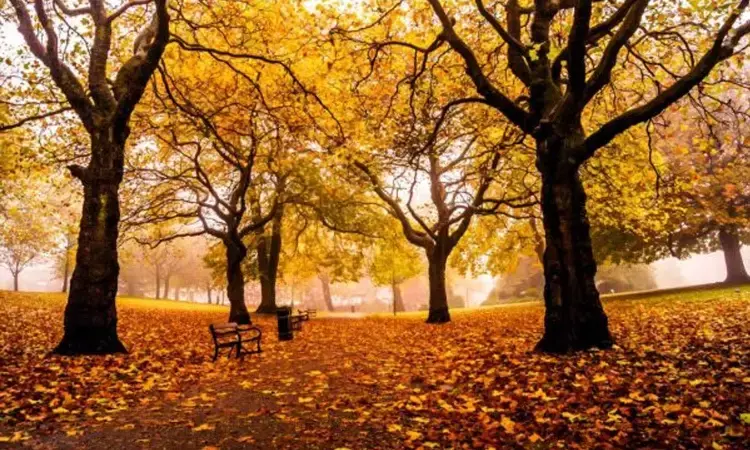 trees, leaves, winter