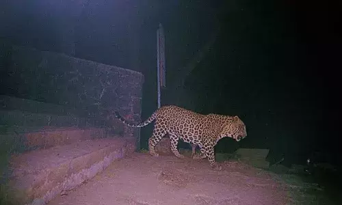 ఇన్ఫోసిస్ క్యాంపస్లో చిరుతపులి కలకలం.. వర్క్ ఫ్రం హోం చేయమని ఆదేశాలు