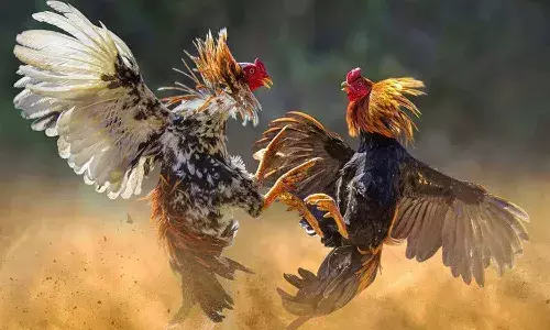 AP police, cockfights, Andhra, Sankranti