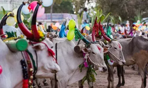 Kanuma festival, Sankranti, Cattle festival