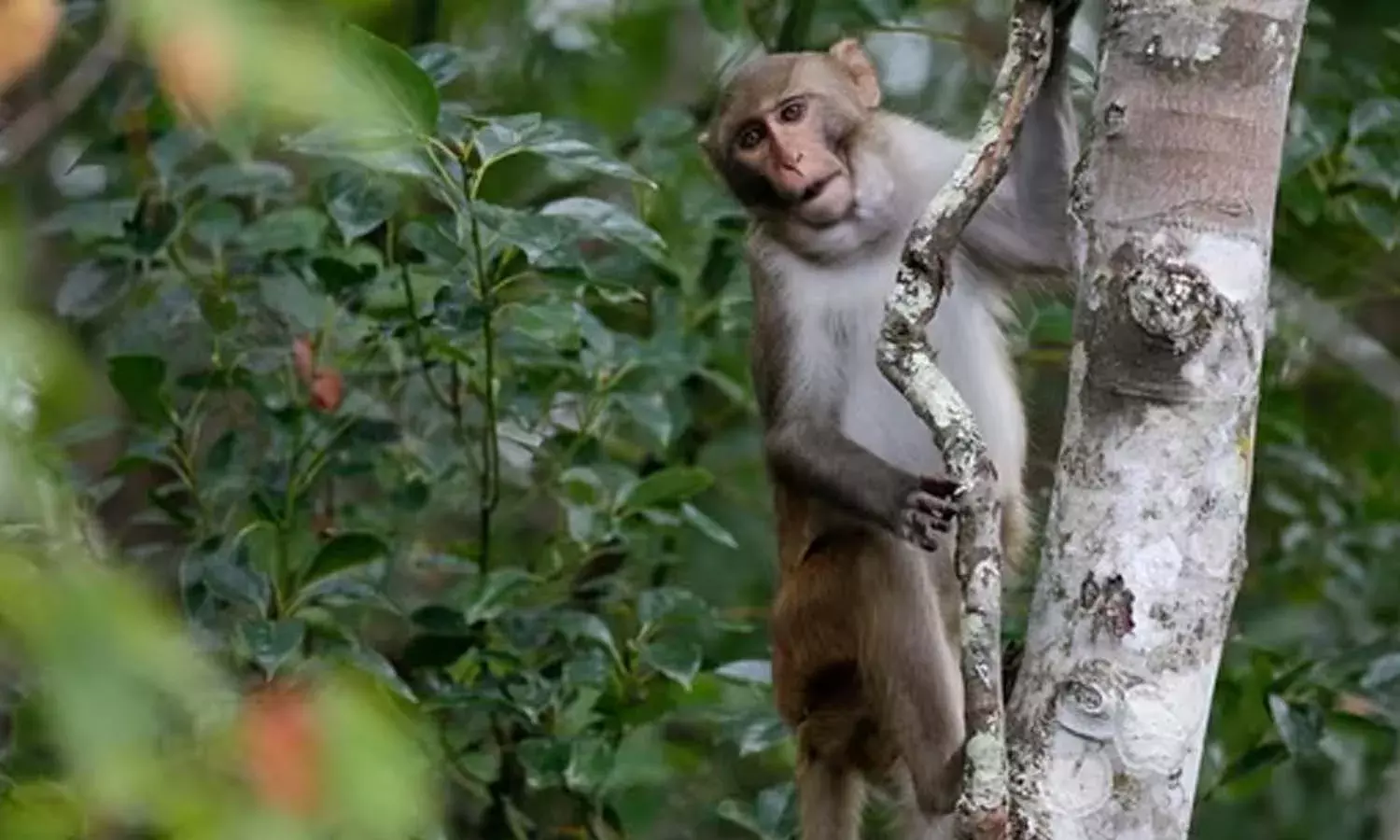 Bihar, Class 10 student died, monkeys,  Siwan