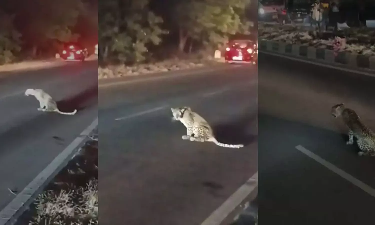 Speeding Vehicle Kills Leopard, NH-44, Medak , Telangana