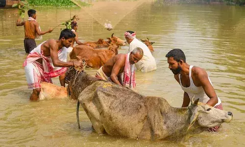 Cow theft suspects, Uttara Kannada, Karnataka minister, Mankala Subba Vaidya