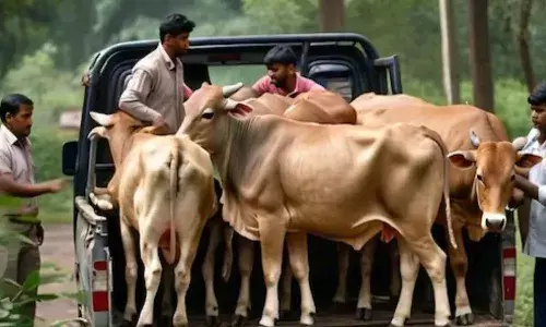 గోవుల స్మగ్లర్లను నడిరోడ్డుపై కాల్చివేస్తాం.. మంత్రి వార్నింగ్‌..!