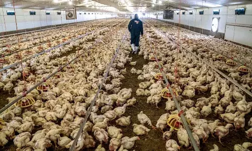 mixed strain virus, chickens , Telugu states, Poultry