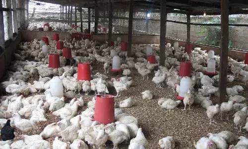 broiler chickens, East Godavari district, Collector Prashanthi, people, Poultryfarm, bird flu