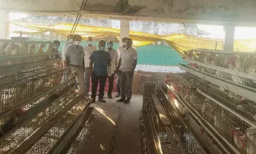 Telugu News, Telangana, Andrapradesh, bird flu campaign