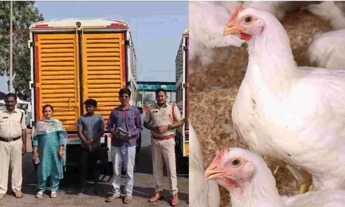Telugu News, Andrapradesh, Telangana, Bird Flu,