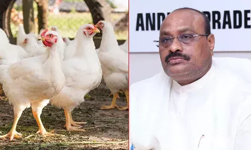 Minister Atchannaidu, bird flu, APnews